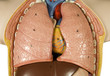 human heart and lungs