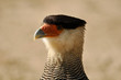 Caracara