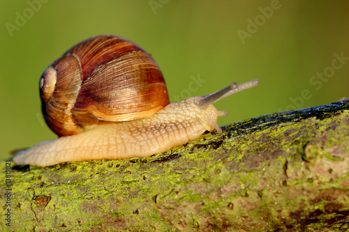 Snail