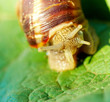 snail on fresh leaf in spring