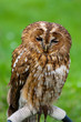 tawny owl