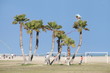 Palmeras