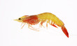 A shrimp isolated in white background