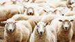 Herd of sheep