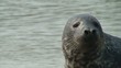 Video: Hundsrobbe Hundsrobbe
