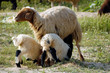 mother sheep feeding her lambs