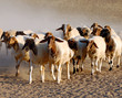 sheep