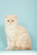 chat british shorthair assis de face,posture féline typique