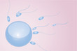 sperm egg