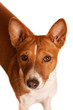 Young Basenji bitch with eye contact