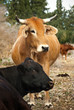 Cows
