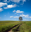 track cross field with solitary tree