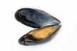 boiled mussel boiled mussel