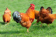 Huhn 12