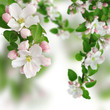 Apfelblüte