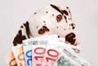 Foto: Hundekosten Hundekosten