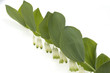 Salomonsiegel, Polygonatum Odoratum