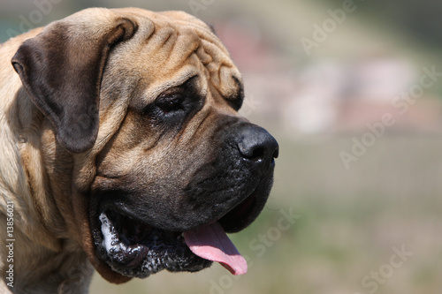 beau mastiff