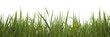 herbes sauvages