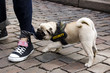 security dog security dog
