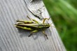 Grasshopper