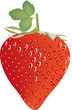 Erdbeeren