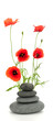 bien être - galet et coquelicots sur blanc - poppies