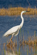 Portrait of a great white egret. Portrait of a great white egret.