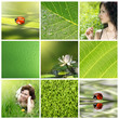 green collection