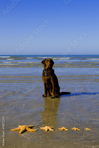 Photo: Dog with starfish Dog with starfish