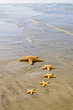 Photo: A Family of Starfish A Family of Starfish