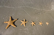 Photo: Starfish Starfish