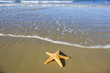 Starfish
