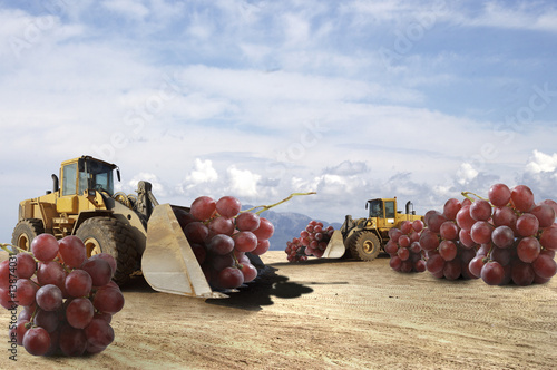 Photo: uvas transgénicas uvas transgénicas