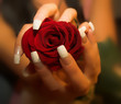manicure - roses
