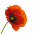 Gros plan d'un coquelicot isolé - fond blanc - Papaver rhoeas