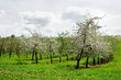 verger de pommiers en fleurs n°2