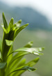 drops with green grass