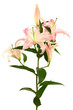 Beautiful pink lily Beautiful pink lily