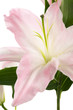 Beautiful pink lily Beautiful pink lily