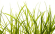 Gras