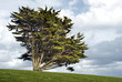 l'arbre