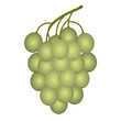 Traube weiss
