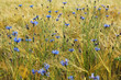 Kornblumen vor Getreidefeld