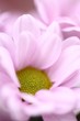 Blüte