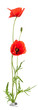 fleur de coquelicot sortant d'un papier blanc - image isolée
