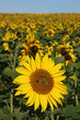 Sonnenblume vor Sonnenblumenfeld