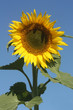 Sonnenblume vor blauem Himmel