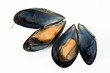 two boiled mussels two boiled mussels