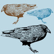 Crow Crow